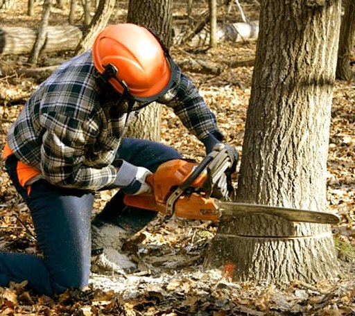 Tree Removal in Colbert, OK